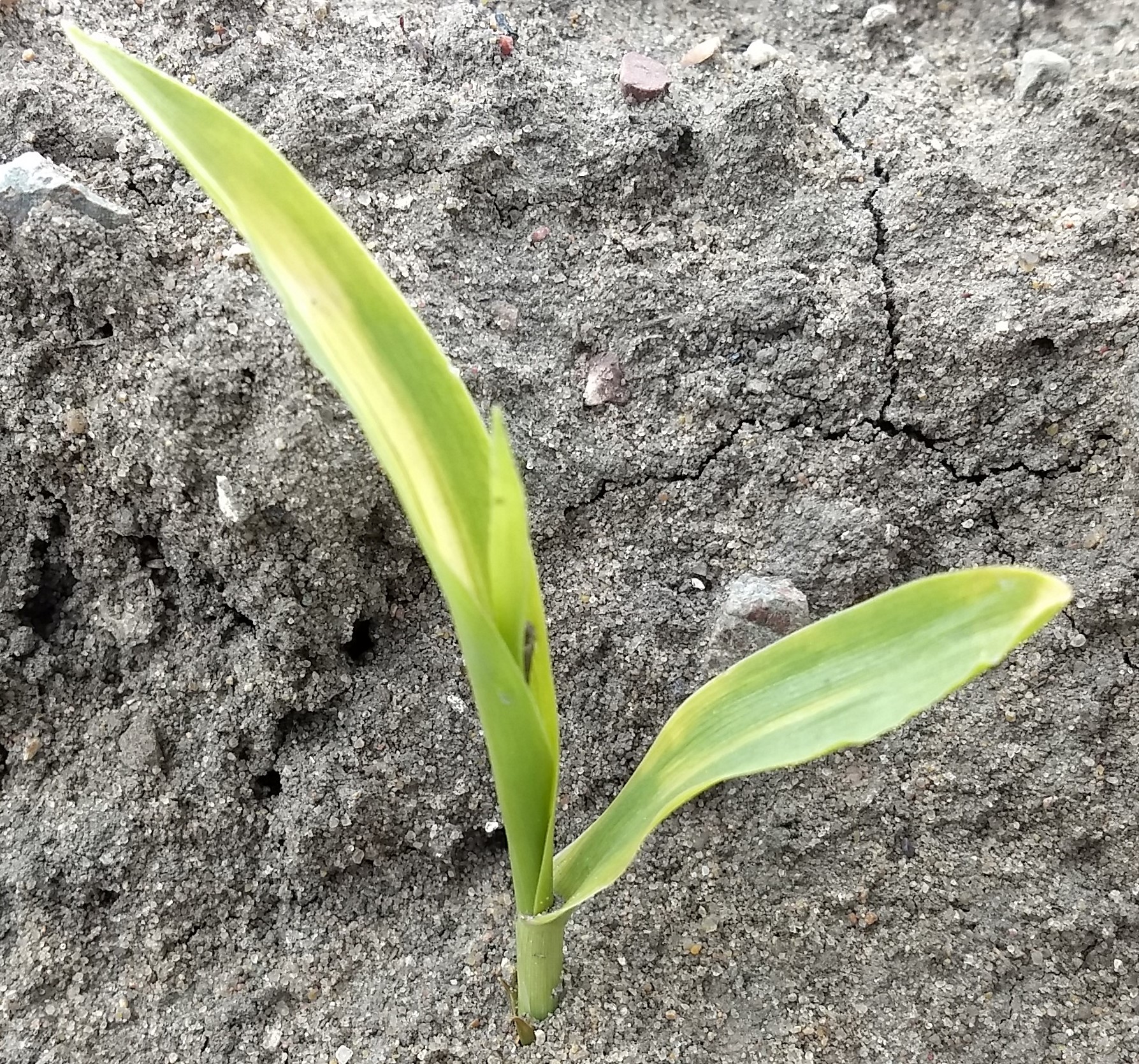 Freeze damage to sweet corn.